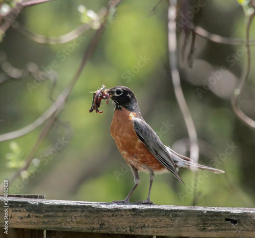 American Robin on Wooden Fence with Worms in Mouth