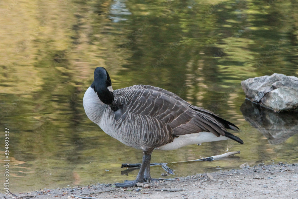 Canada Goose Scratching Itself Canada Goose Scratching Itself