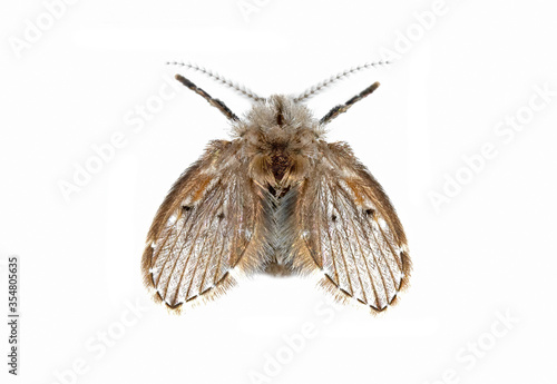 Macro Photo of Drain Fly Isolated on White Background