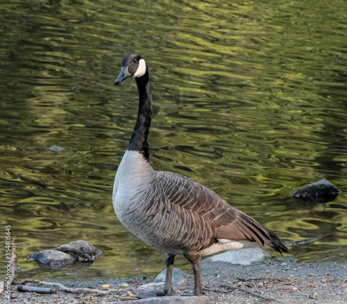 Canada Goose in Front of Lake