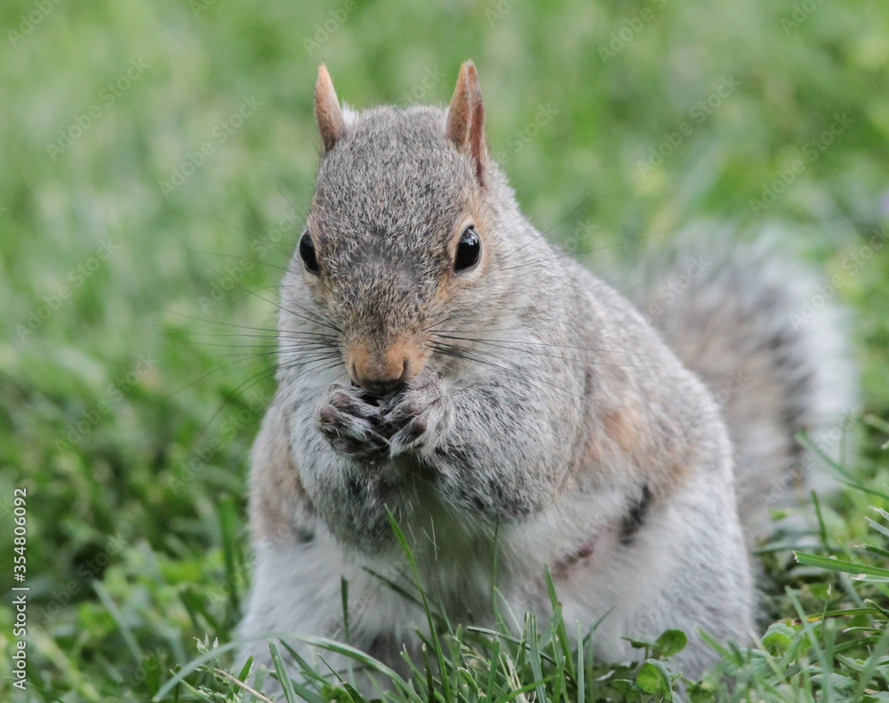 Eastern Gray Squirrel in Grass Eating Seeds Eastern Gray Squirrel in Grass Eating Seeds