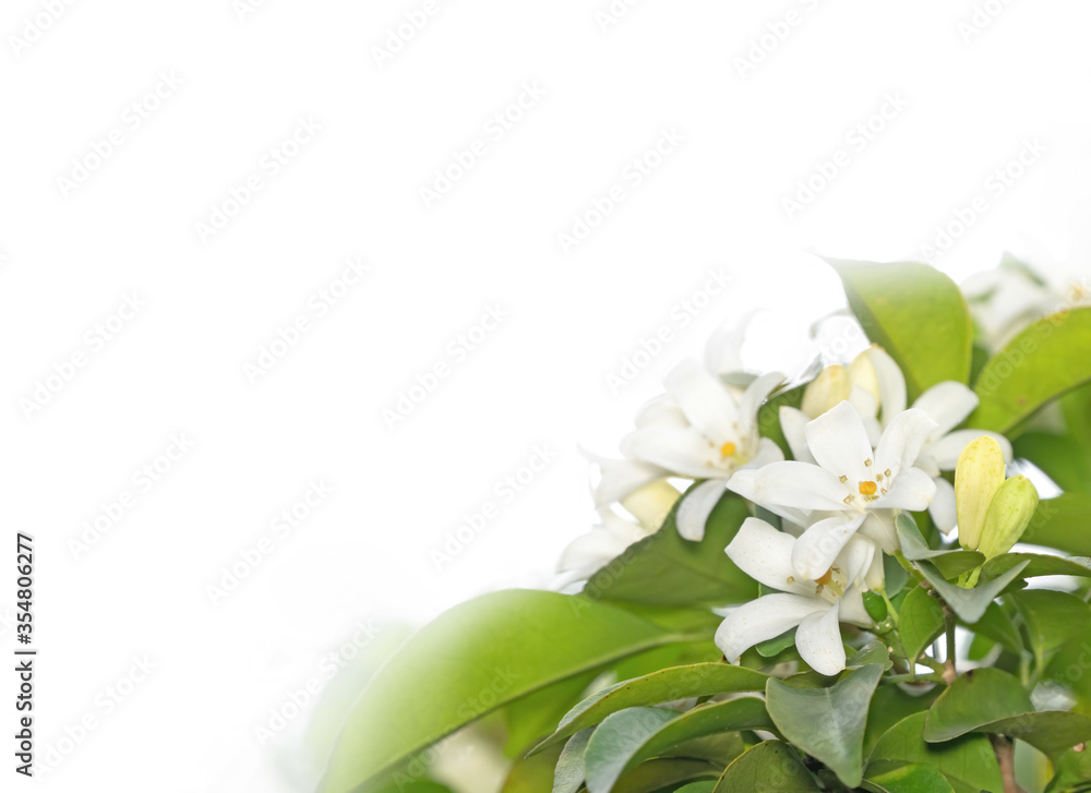 Close up White Flowers Orange Jessamine Isolated on White Background with Copy Space Close up White Flowers Orange Jessamine Isolated on White Background with Copy Space