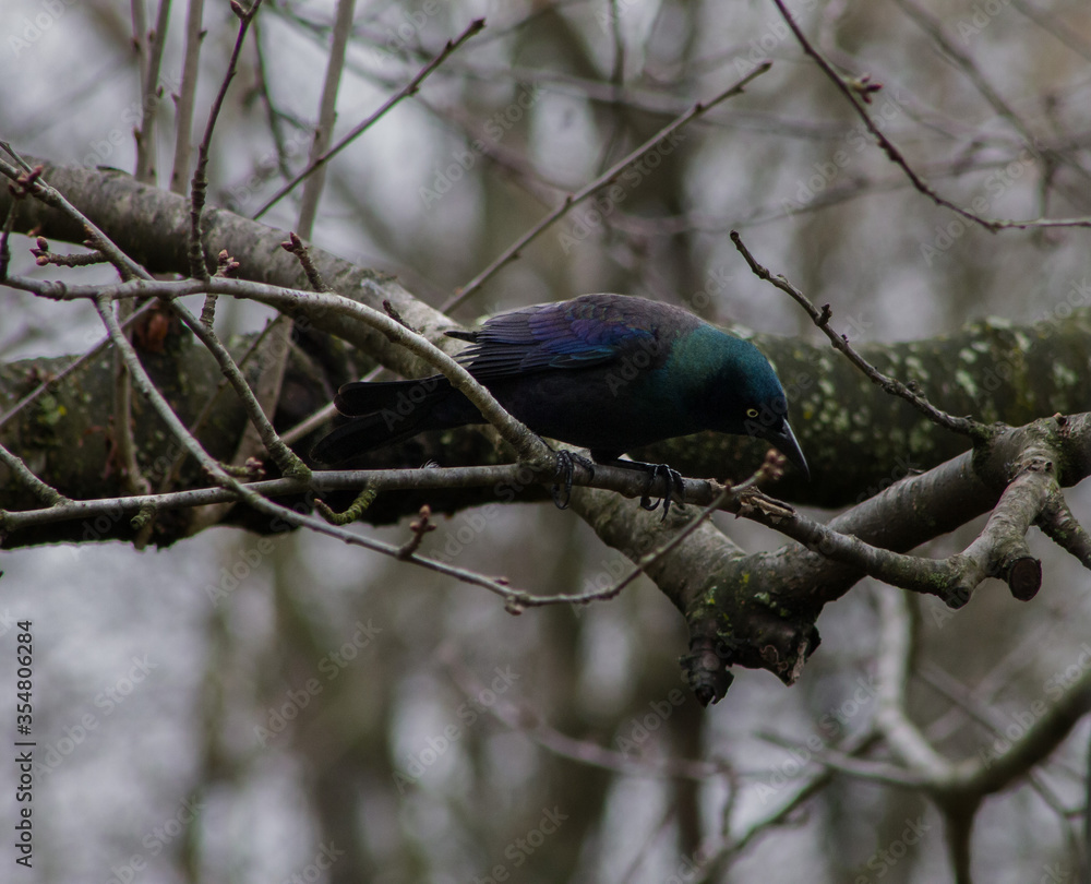 Fototapeta premium Common Grackle Perched on Tree Branch Looking Down