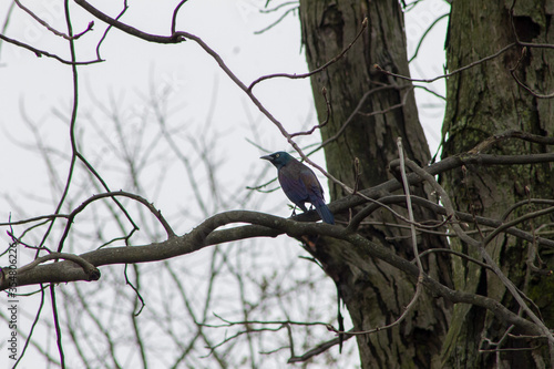 Common Grackle perched on a Tree Branch photo