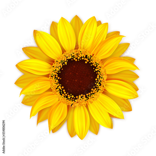 Fototapeta Naklejka Na Ścianę i Meble -  Sunflower Blooming Botanical Nature Flower Vector. Blossom Sunflower With Seeds And Petals, Seasonal Natural Botanical Floral Plant For Oil Product. Agriculture Realistic 3d Illustration