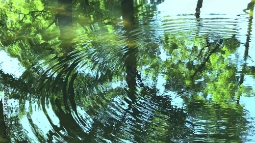 波紋と木漏れ日
