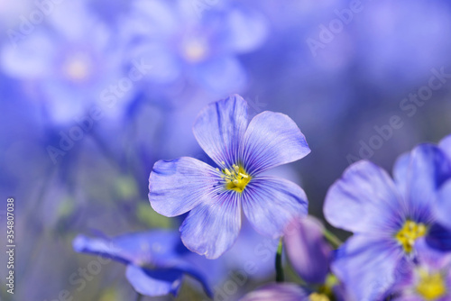 Blue Flax flower ( Linum austriacum ) closeup.