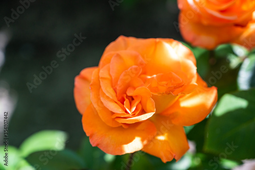 A closeup of orange garden roses surrounded by greenery under the sunlight with a blurry background