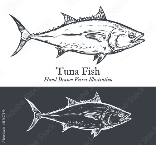 Tuna fish engraving, hand drawn monochrome vector illustration.