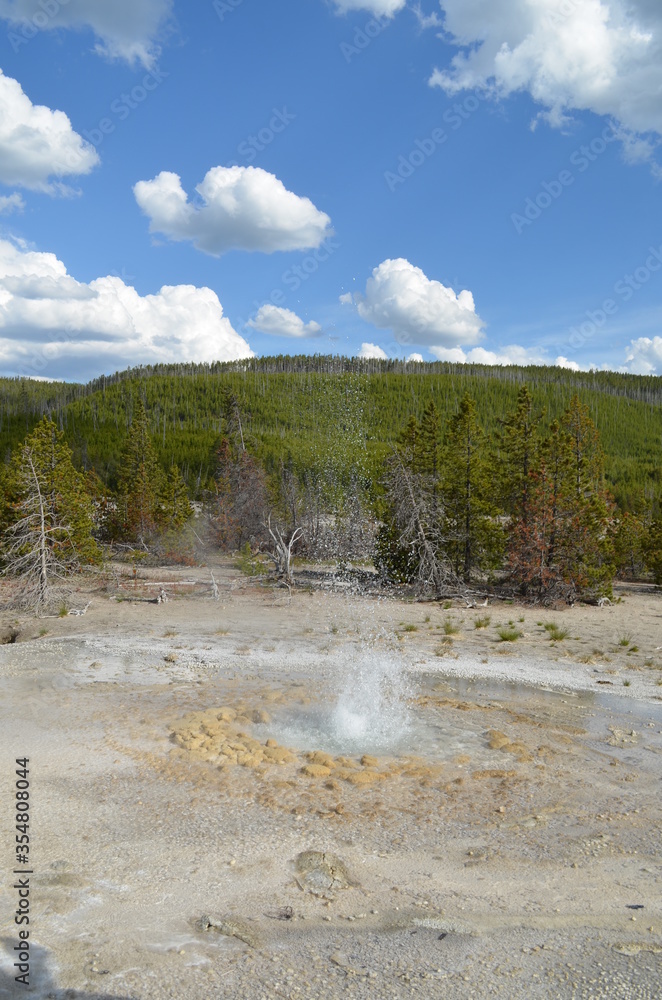 Late Spring in Yellowstone National Park: Vixen Geyser Erupts and Sends Spray into the Sky in the Back Basin Area of Norris Geyser Basin