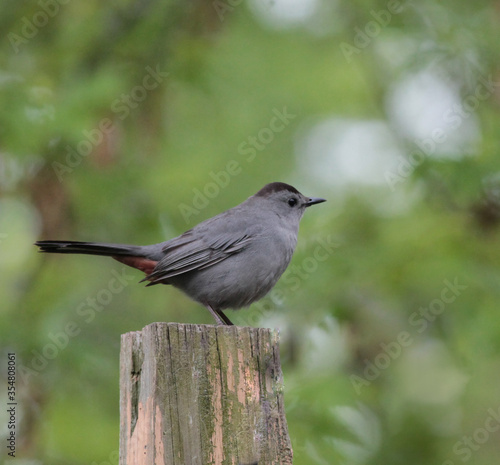 Gray Catbird Perched on Wooden Post