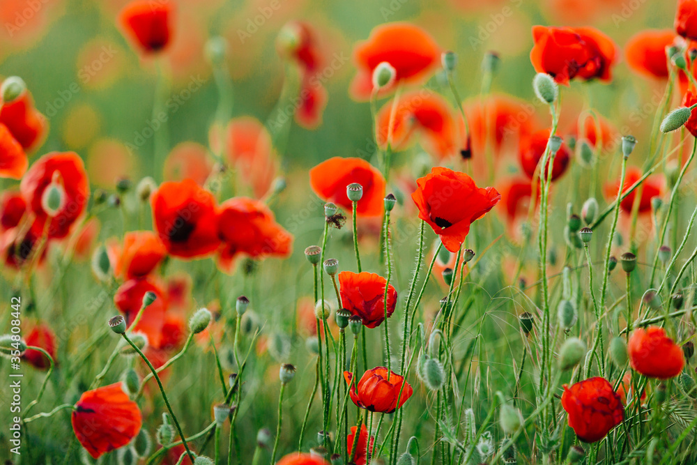 Fototapeta premium Poppy flower field