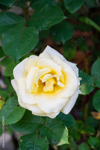 A vertical shot of a white garden rose surrounded by greenery under the sunlight with a blurry background