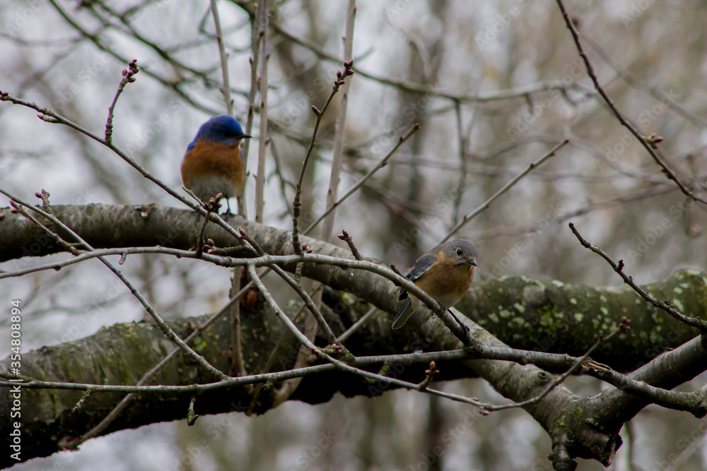 Female and Male Eastern Bluebird Perched on a Tree Branch Female and Male Eastern Bluebird Perched on a Tree Branch