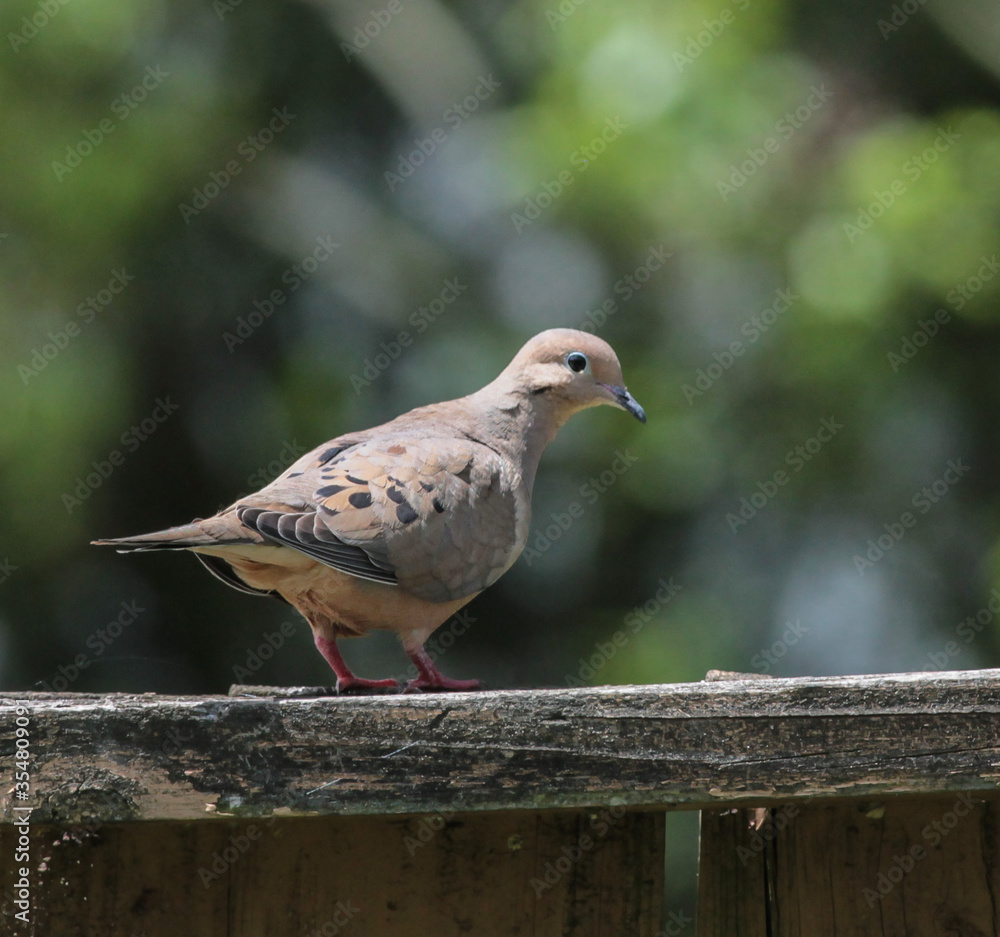 Mourning Dove Standing on Wooden Fence on a Sunny Day Mourning Dove Standing on Wooden Fence on a Sunny Day