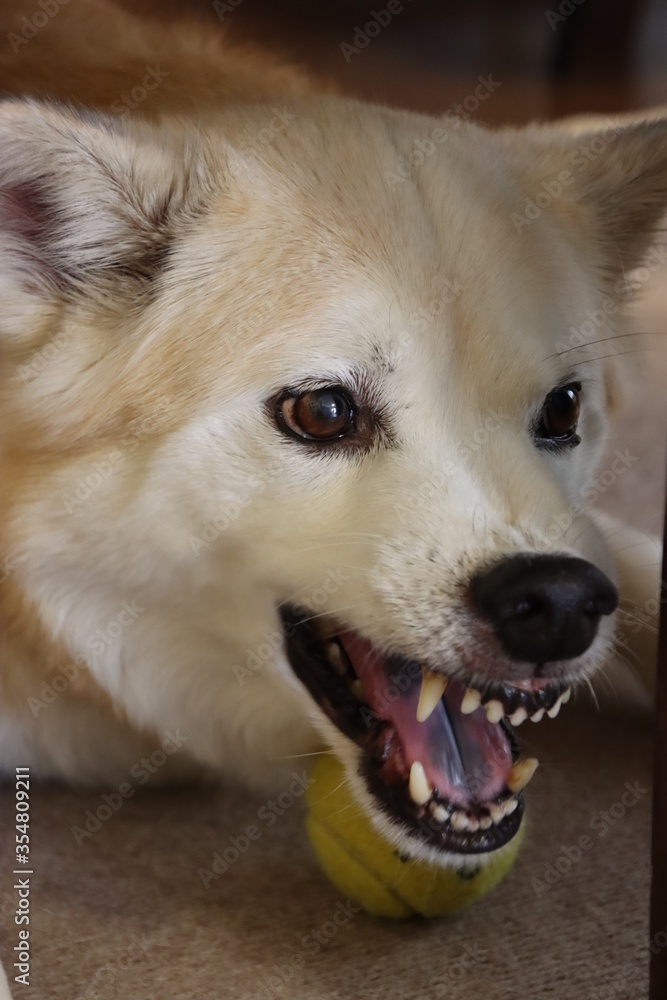 犬のケンカ 犬のケンカ