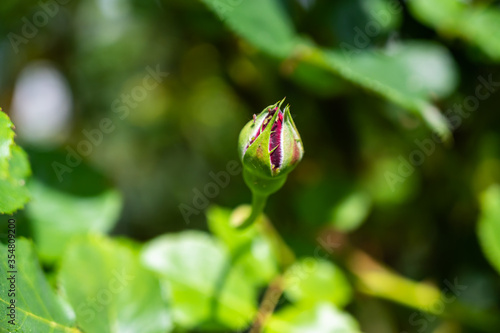 A selective focus of a rose bud in a field under the sunlight with a blurry background