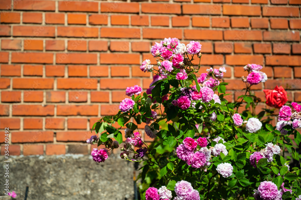 A closeup of the floribunda bushes in a yard under the sunlight with a brick wall on the background