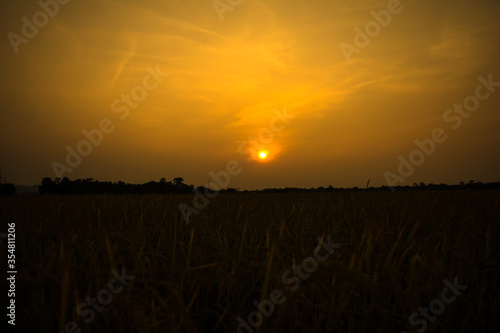Sunset  or Sunrise View at Kaziranga National Park of Assam  India 