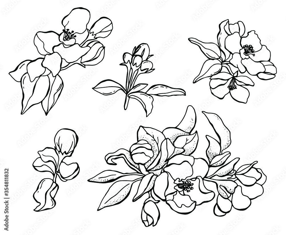 Set of blooming apple tree. Black and white drawing of blossoming tree in spring. Line art. White background, isolate. Stock illustration. Set of blooming apple tree. Black and white drawing of blossoming tree in spring. Line art. White background, isolate. Stock illustration.
