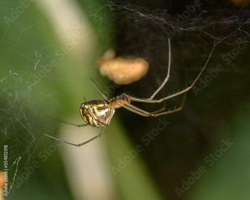Wallpaper Mural Spider in a web close up on a dark background Torontodigital.ca