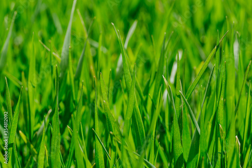 Lush green grass. Meadow background. Background green grass
