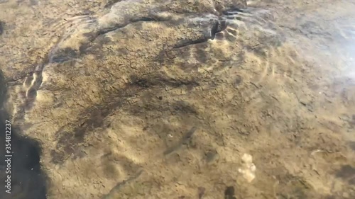 Transparent water on a big stone. Drops of pink paint drip into the water.