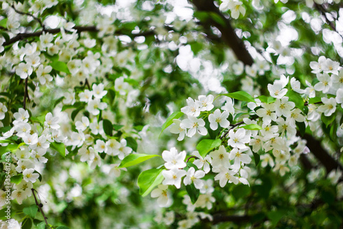Fototapeta Naklejka Na Ścianę i Meble -  Blossoming apple trees close-up white buds of flowers on a bokeh background.