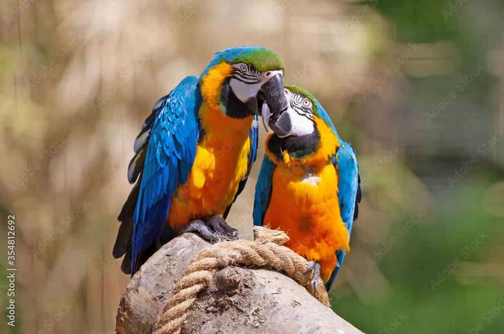 Couple of parrots kissing