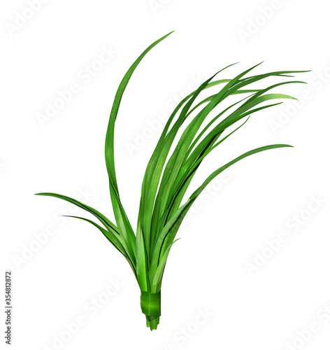 Blades of green grass isolated