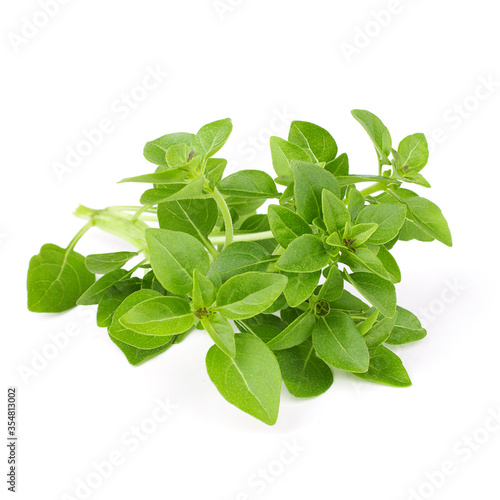 Branch of green basil on a white background