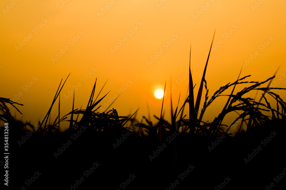 Rural landscape with a field of wheat and sunrise with a cloudy sky background. Landscape. 
