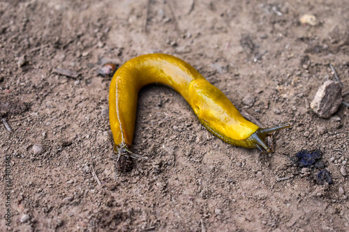 Close Up Yellow Banana Slug on Dirt photo