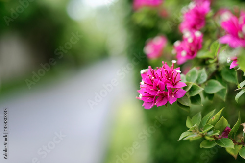 Beautiful pink bougainvillea flowers are blooming along the walkway.
