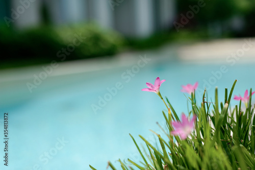 Beautiful pink water lilies blooming by the pool.