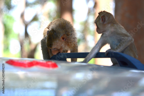 Photography monkey