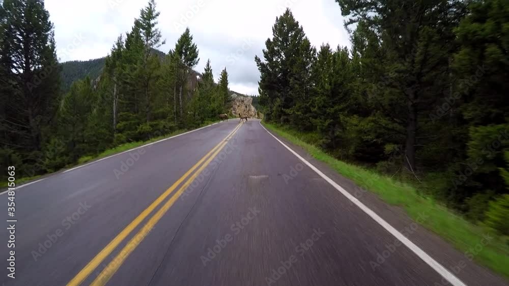 Driving thru mountains — surprising deer Driving thru mountains — surprising deer