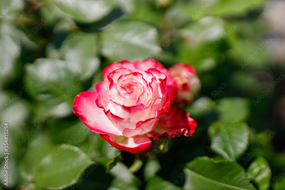 ストロベリーアイス ピンクの薔薇 ストロベリーアイス ピンクの薔薇