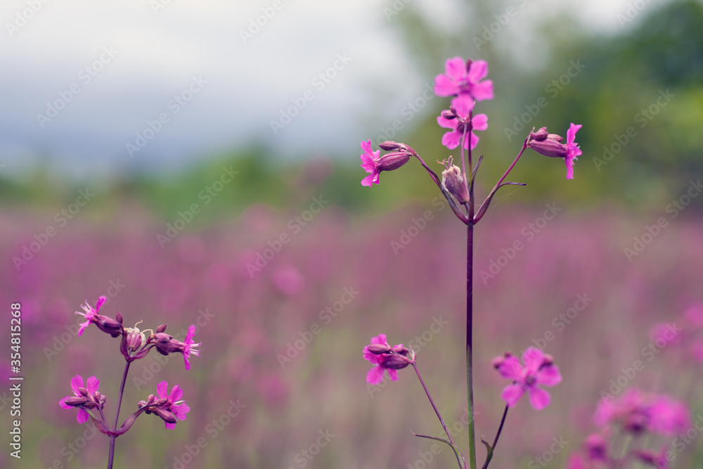 lilac wildflowers in the meadow in cloudy weather. spring, seasonal plant lilac wildflowers in the meadow in cloudy weather. spring, seasonal plant