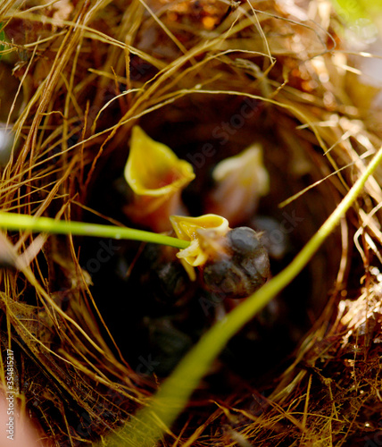 Hunger new born small birds , living in a bird's nest made of grass on a green palm leaf in the garden. Blur focus.