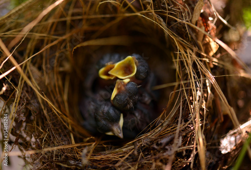 Hungry New born small black birds , living in a bird's nest made of grass on a green palm leaf in the garden.