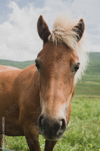 Chevaux de randonnée en Auvergne (France) photo