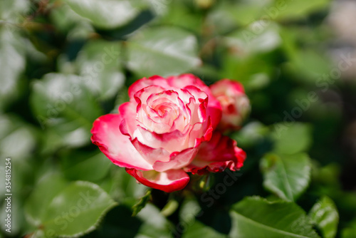 ストロベリーアイス ピンクの薔薇