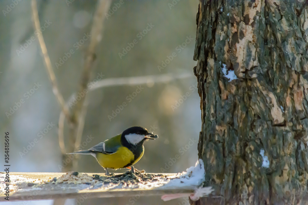 Forest birds live near the feeders in winter Forest birds live near the feeders in winter