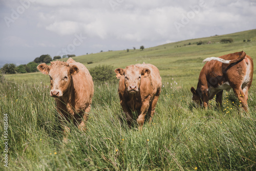 Jeunes vaches croisées salers et charolaises dans une prairie en estive photo