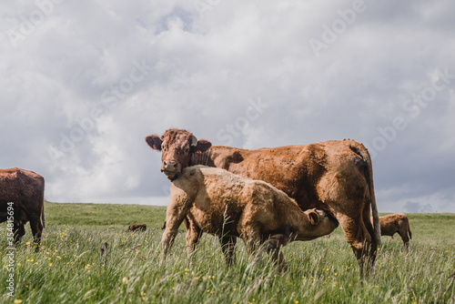 Vache et veau salers - charolais en estive en Auvergne