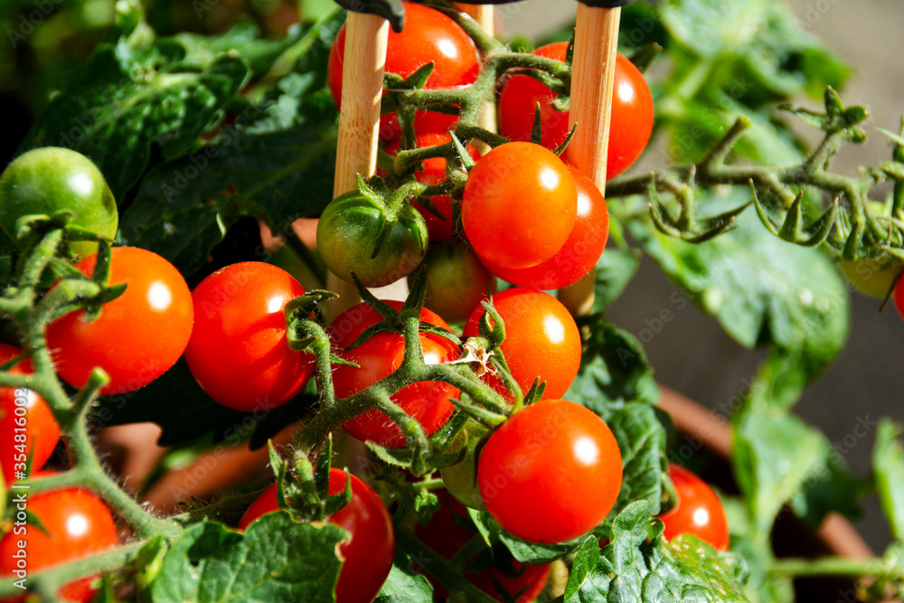 Gartenbau auf Balkon und Terrasse: Tomatenpflanze mit reifen und grünen Tomaten, Kirschtomate