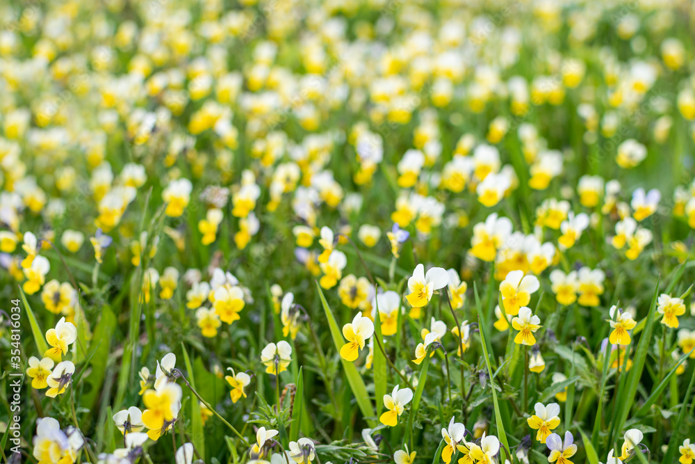 Wild flowers in the meadow, yellow viola tricolor Wild flowers in the meadow, yellow viola tricolor