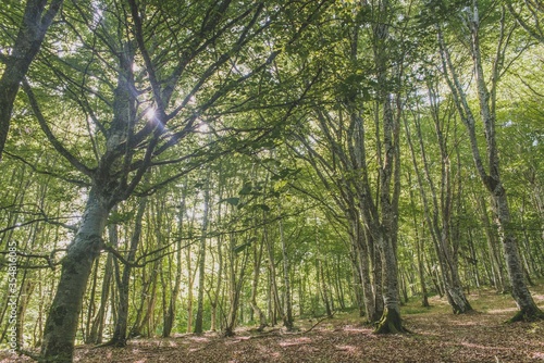 Forêt du Puy de Jume en Auvergne (France) photo