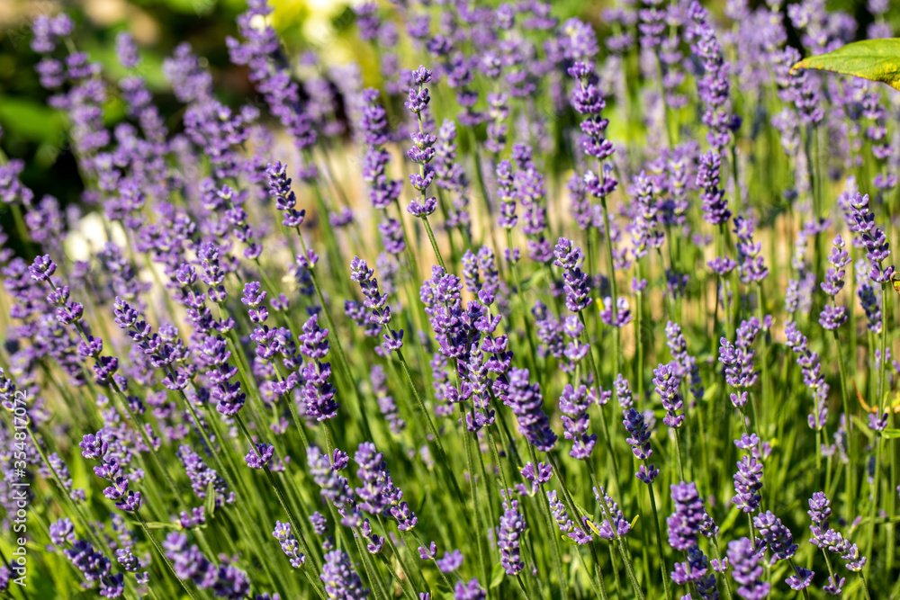 the blooming lavender flowers in Provence, near Sault, France the blooming lavender flowers in Provence, near Sault, France